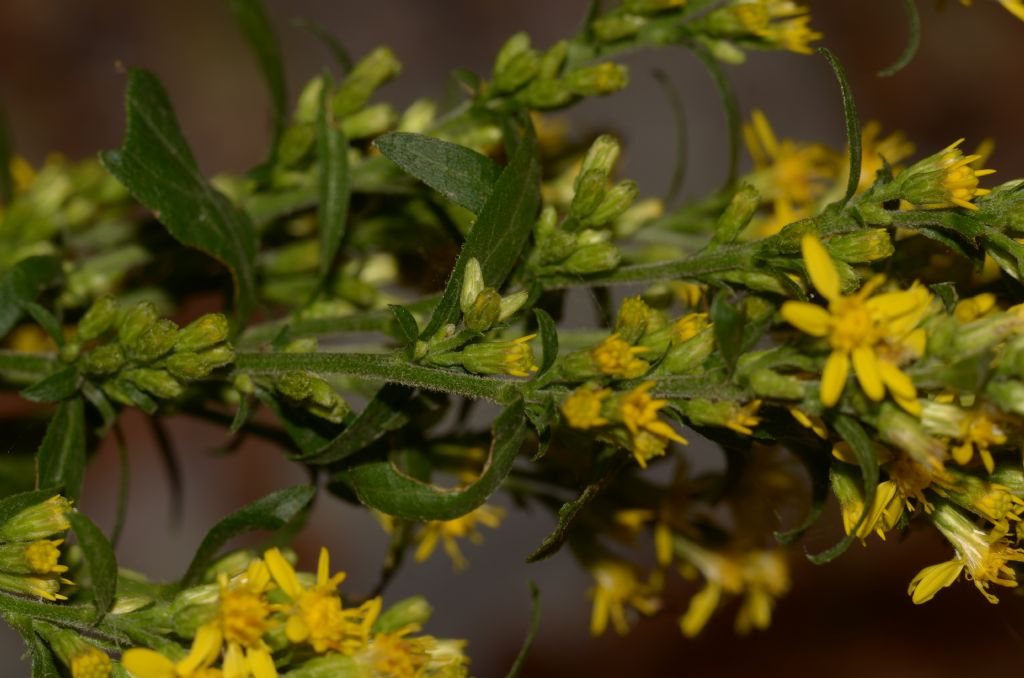 Solidago virgaurea / Verga d''oro comune